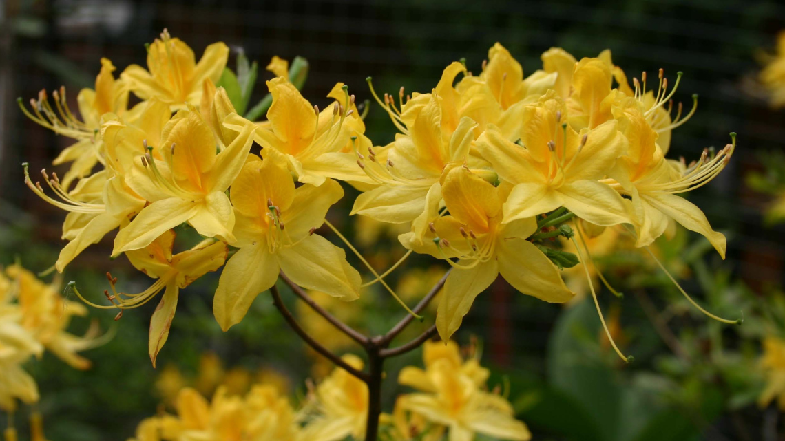 Кам'яне село – в гостях у хоббітів