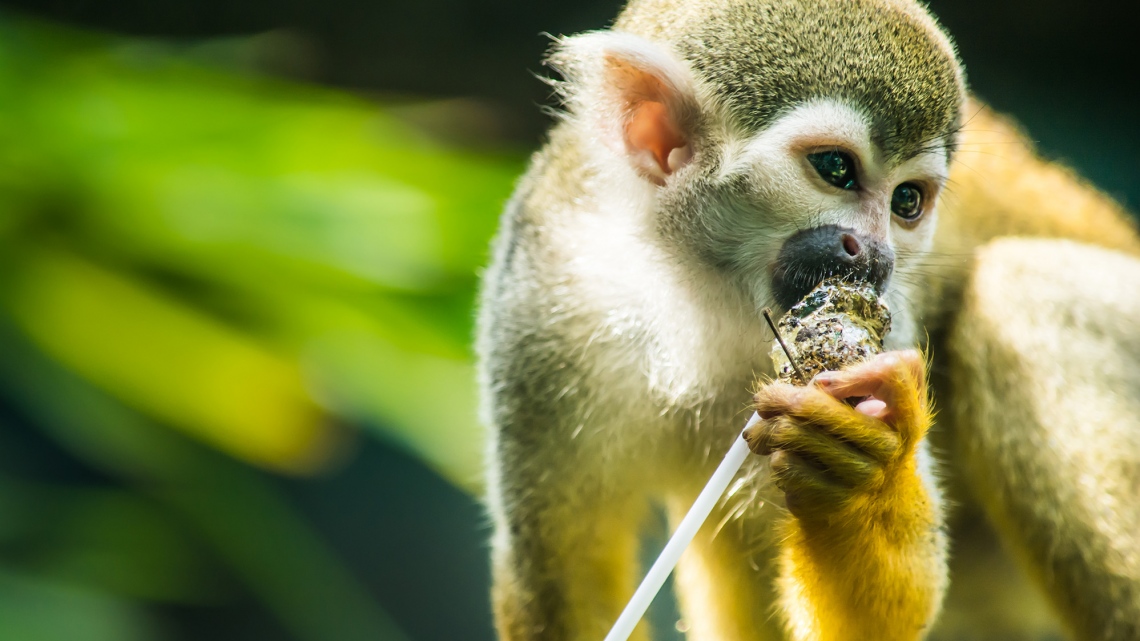 Парк обезьянок Monkey Land