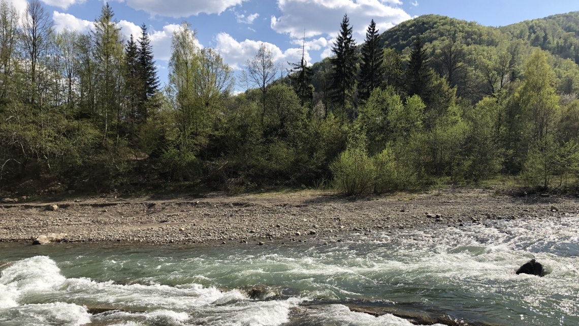 У Карпати за крокусами