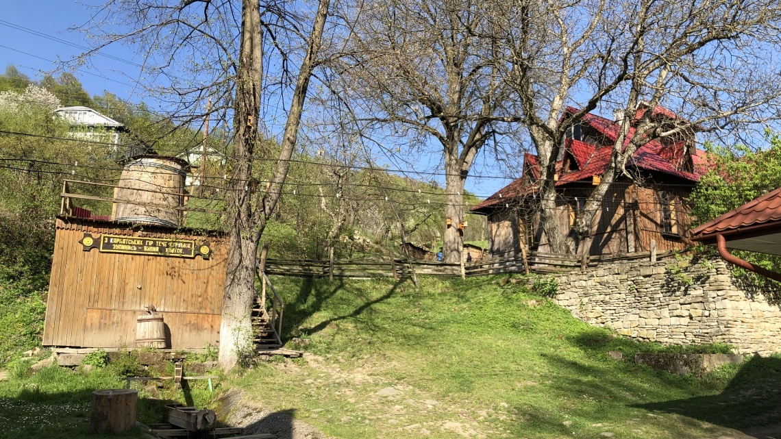 У Карпати за крокусами