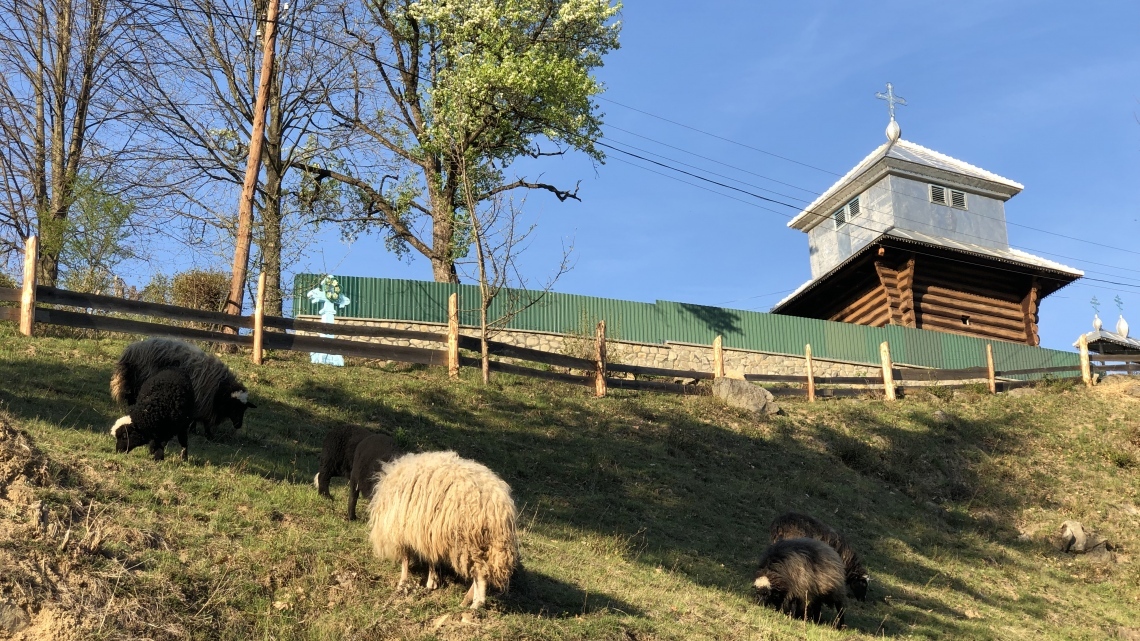 У Карпати за крокусами