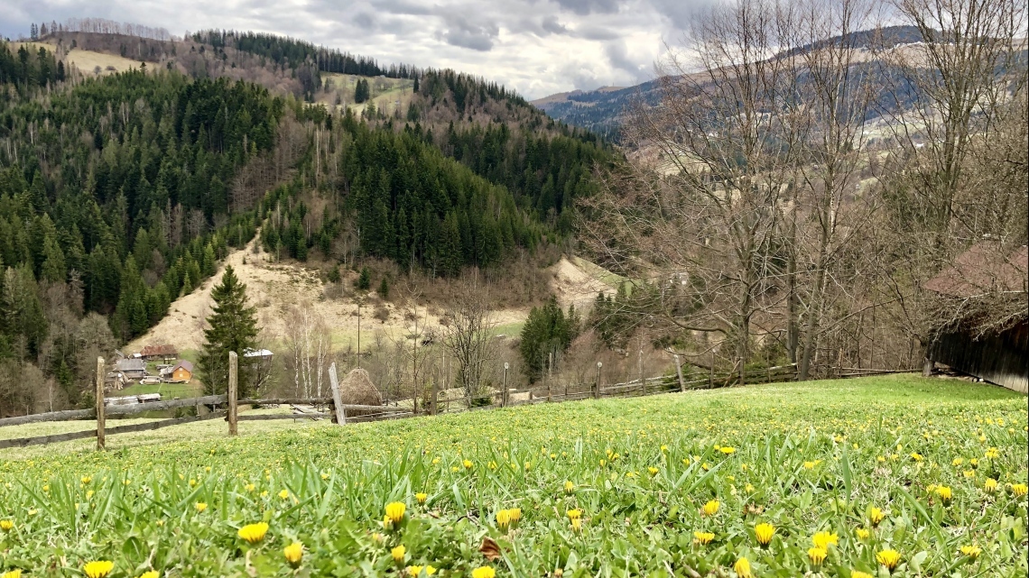 У Карпати за крокусами