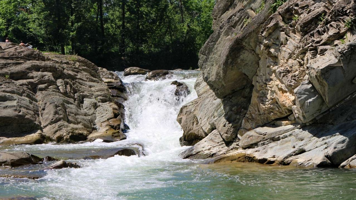 У Карпати за крокусами