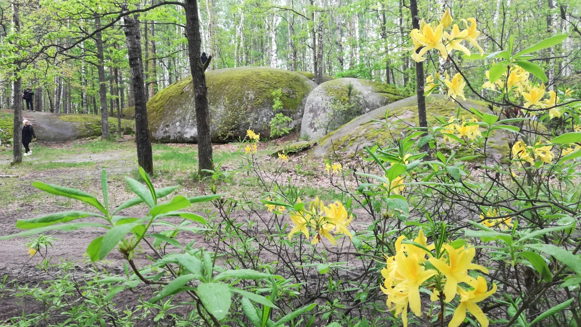 Кам'яне село - цвітіння золотих азалій
