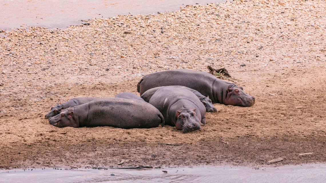 Кенія: Африканський рай