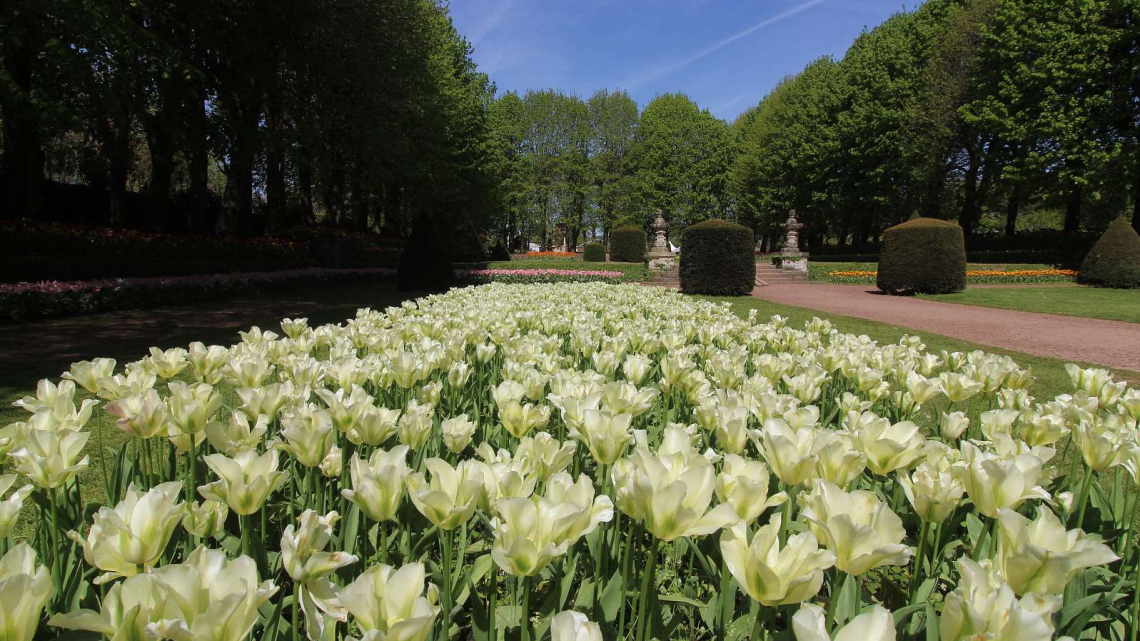 Квітковий дует: Бельгія + Нідерланди. Авіатур