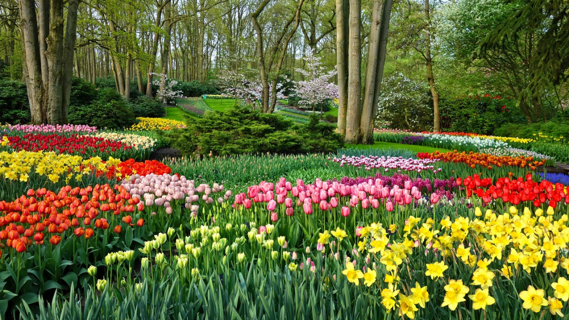 Квітковий дует: Бельгія + Нідерланди. Авіатур