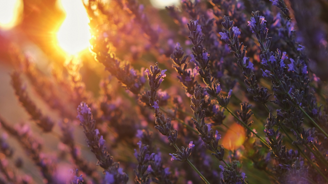 Лавандовий Прованс