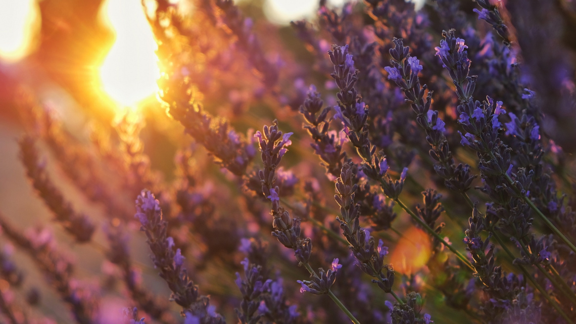 Під сонцем Франції: від Провансу до Парижа. Авіатур