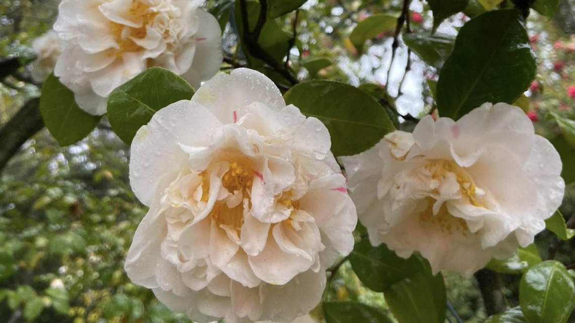 Осінні барви північної Італії