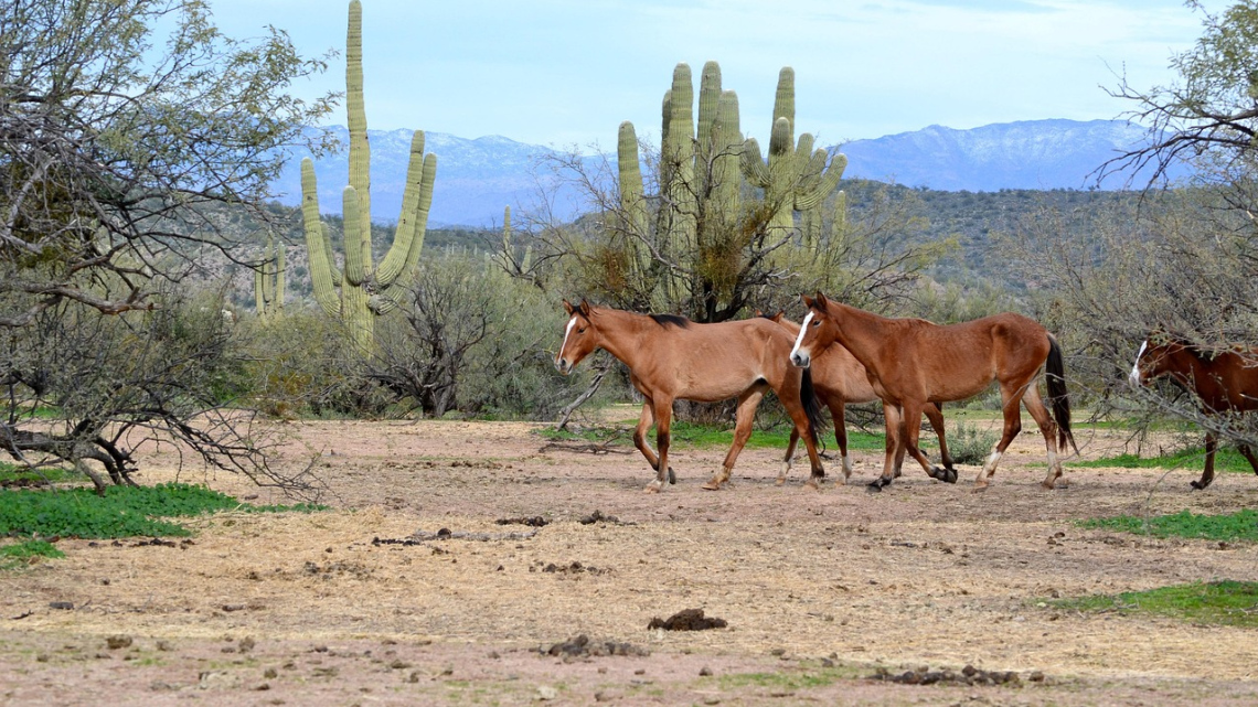 Захід США. Національні парки заходу США від Лос-Анджелеса до Солт-Лейк-Сіті