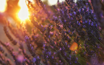 Лавандовий Прованс